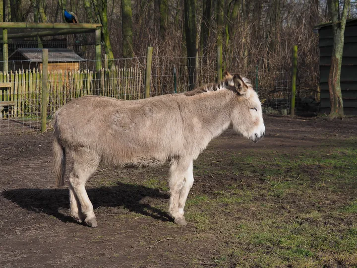 Lens Polder kinderboerderij in Nieuwpoort (Belgie)